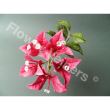 Mulaj Silicon Flower Veiners Bougainvillea L