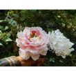 Mulaj Silicon Flower Veiners Peony Petal