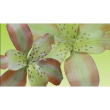 Mulaj Silicon Petal Crafts Alstromeria